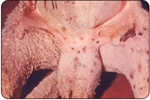 Pox Disease in Animals