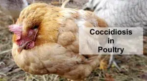 coccidiosis in poultry