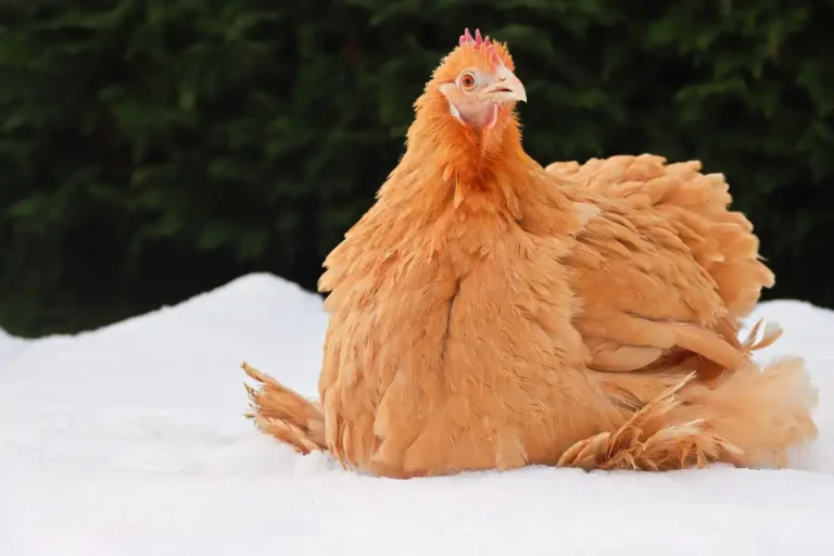 poultry-farm-winter-management-strategies
