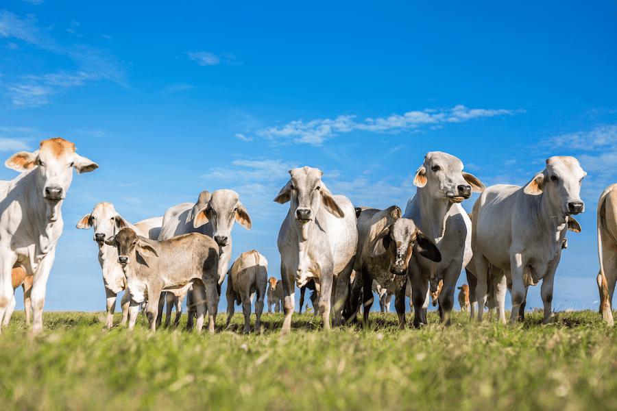 refitanimalcare cattle supplement manufacturing