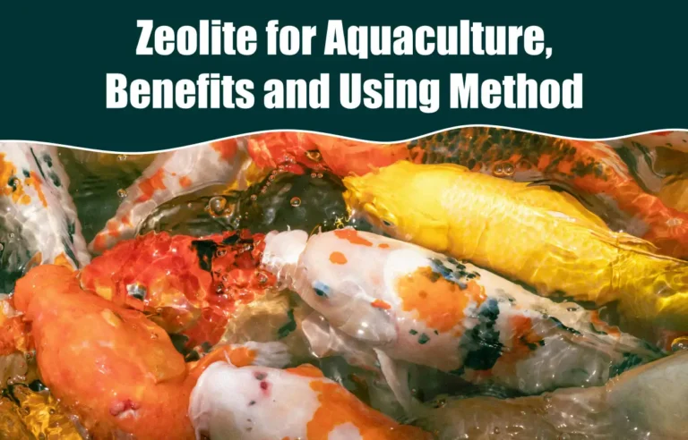 ziobind zeolite for aquaculture