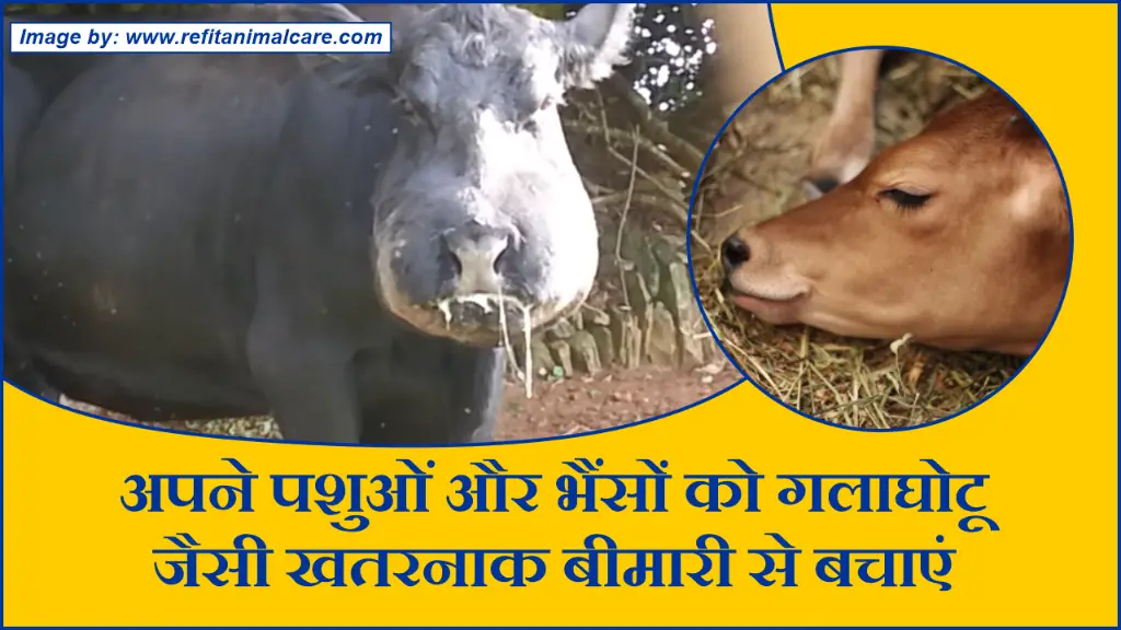 अपने पशुओं और भैंसों को गलाघोटू जैसी खतरनाक बीमारी से बचाएं