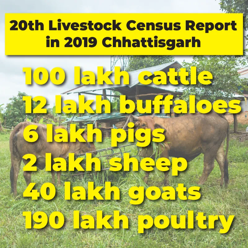 Chhatisgarh Livestock Census Report in 2019