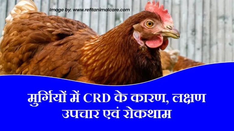 मुर्गियों में CRD के कारण, लक्षण, उपचार एवं रोकथाम