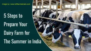 5 Steps to Prepare Your Dairy Farm for The Summer in India