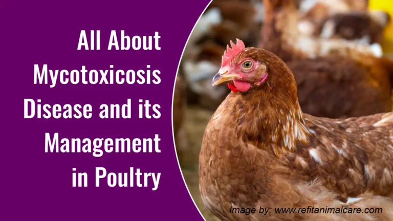 All About Mycotoxicosis Disease and its Management in Poultry