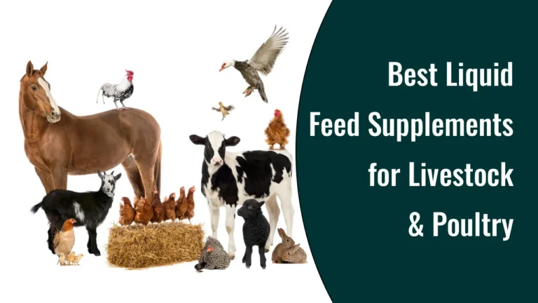 Best Liquid Feed Supplements for Livestock & Poultry in India to Boost Animal Health
