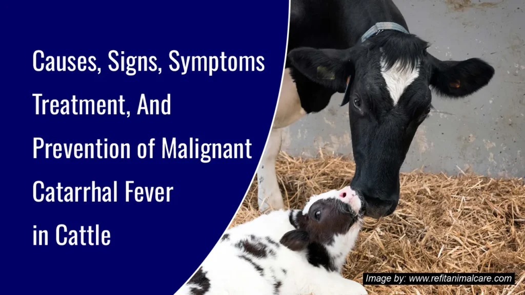 Causes, Signs, Symptoms, Treatment, And Prevention of Malignant Catarrhal Fever in Cattle