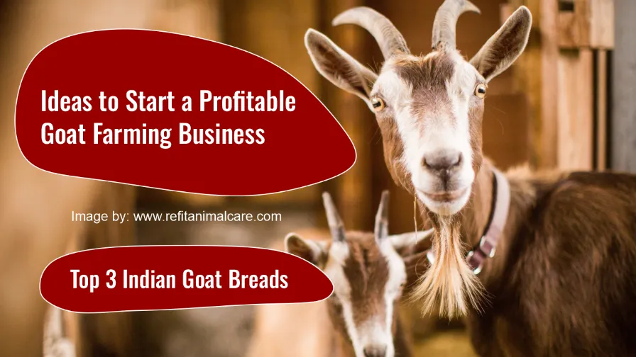 Ideas to Start a Profitable Goat Farming Business