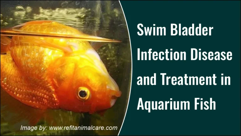 Swim Bladder Infection Disease and Treatment in Aquarium Fish