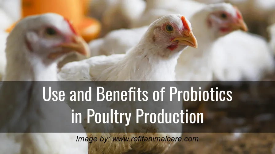 Use and Benefits of probiotics in poultry production