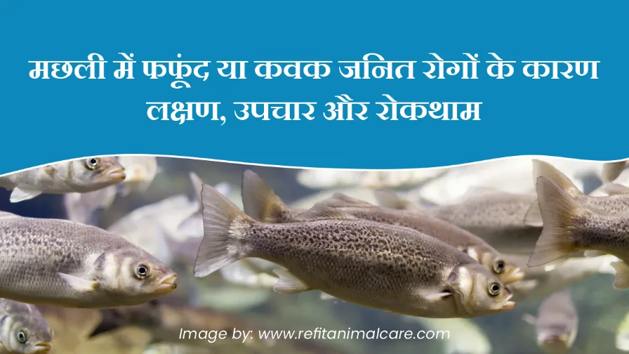 मछली में फफूंद या कवक जनित रोगों के कारण, लक्षण, उपचार और रोकथाम