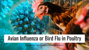 Avian Influenza or Bird Flu in Poultry