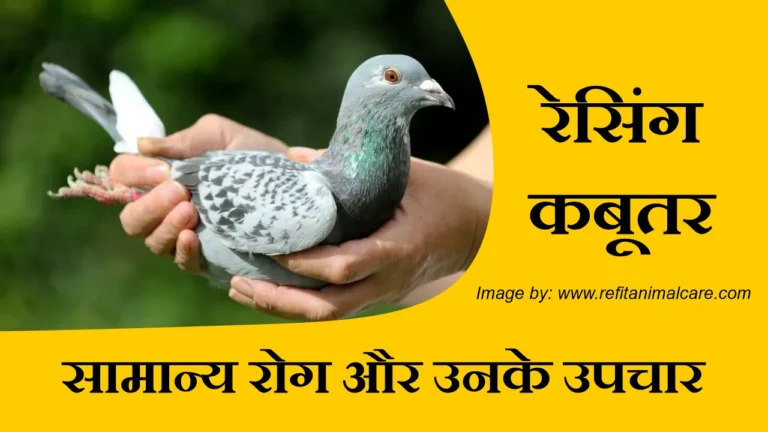 Common pigeon diseases and treatment in racing pigeons