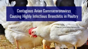 Contagious Avian Gammacoronavirus Causing Highly Infectious Bronchitis in Poultry