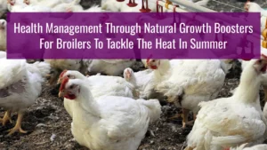 Health Management Through Natural Growth Boosters For Broilers To Tackle The Heat In Summer