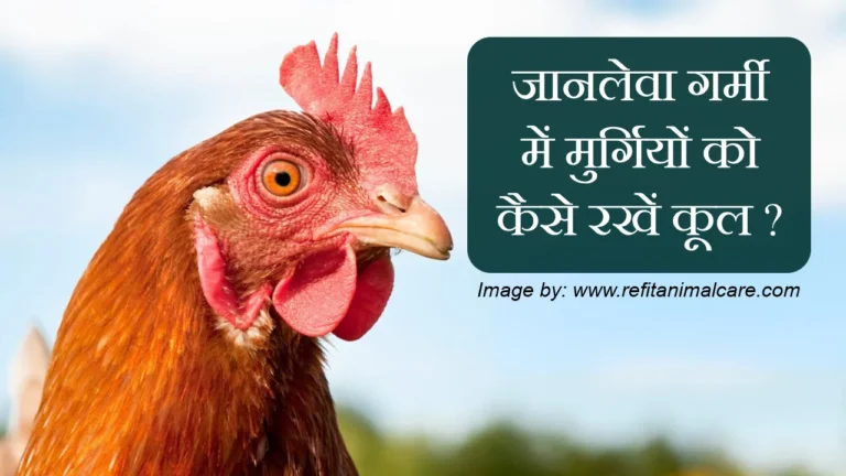 Poultry farming in summer season