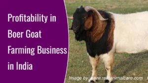 Profitability in Boer Goat Farming Business in India