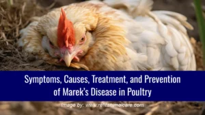 Symptoms, Causes, Treatment, and Prevention of Marek’s Disease in Poultry