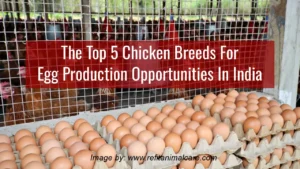 The Top 5 Chicken Breeds For Egg Production Opportunities In India