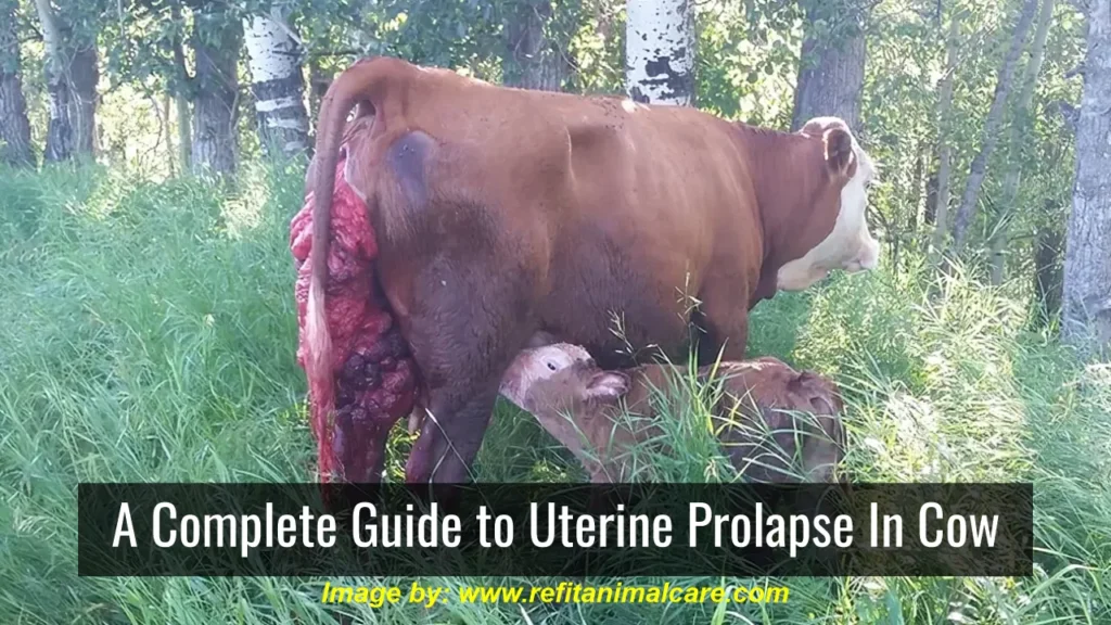 A Complete Guide to Uterine Prolapse In Cow