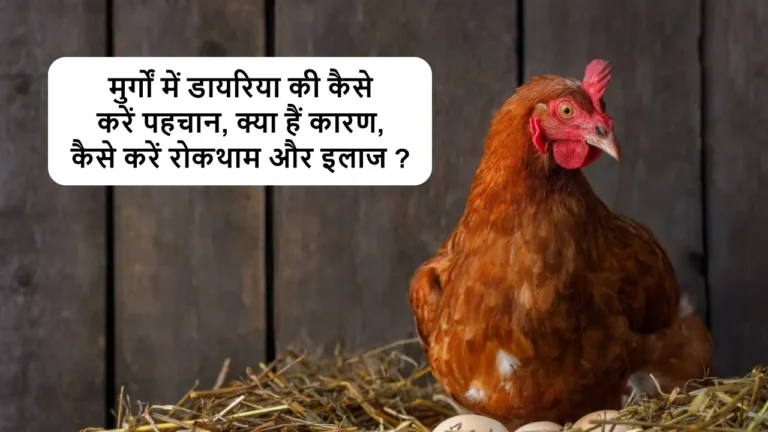 How to treat diarrhea in chickens