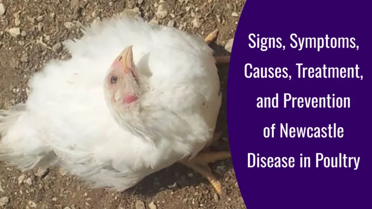 Newcastle Disease in Poultry