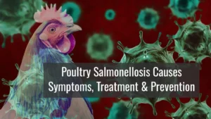 Poultry Salmonellosis Causes Symptoms Treatment & Prevention