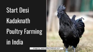 Start Desi Kadaknath Poultry Farming in India