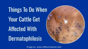 Things To Do When Your Cattle Get Affected With Dermatophilosis
