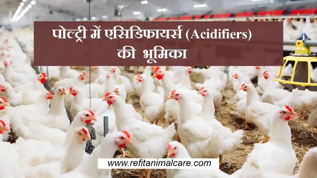 Role of acidifiers in poultry b