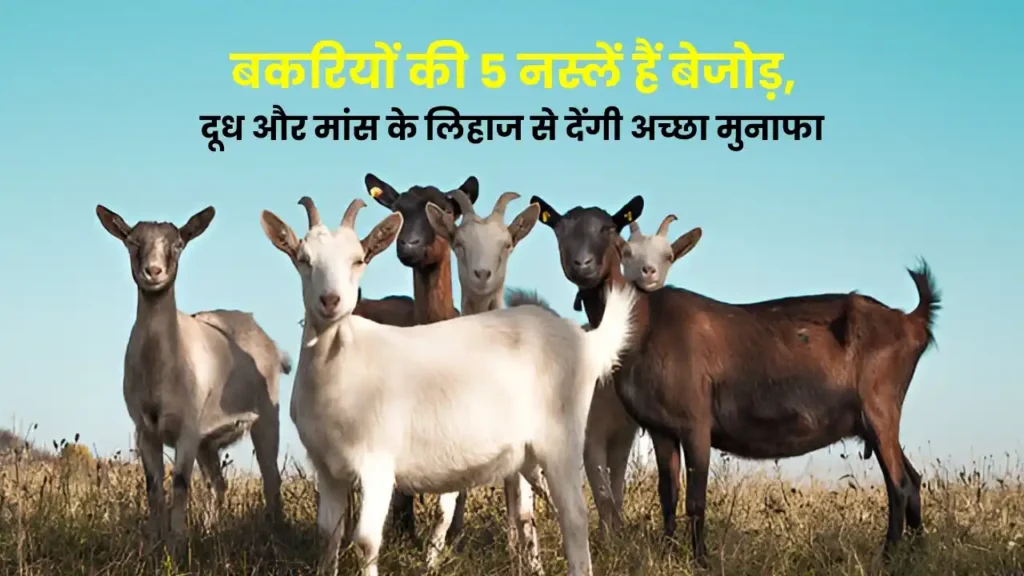 बकरियों की 5 नस्लें हैं बेजोड़