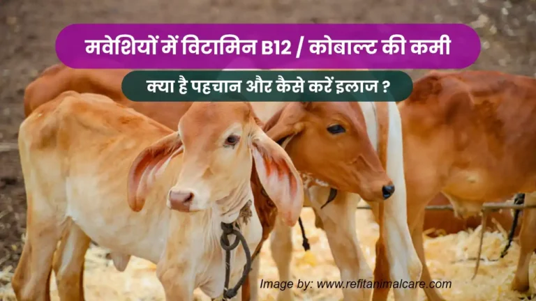 मवेशियों में विटामिन B12 कोबाल्ट की कमी