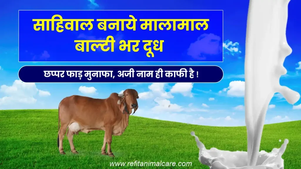 साहिवाल बनाये मालामाल