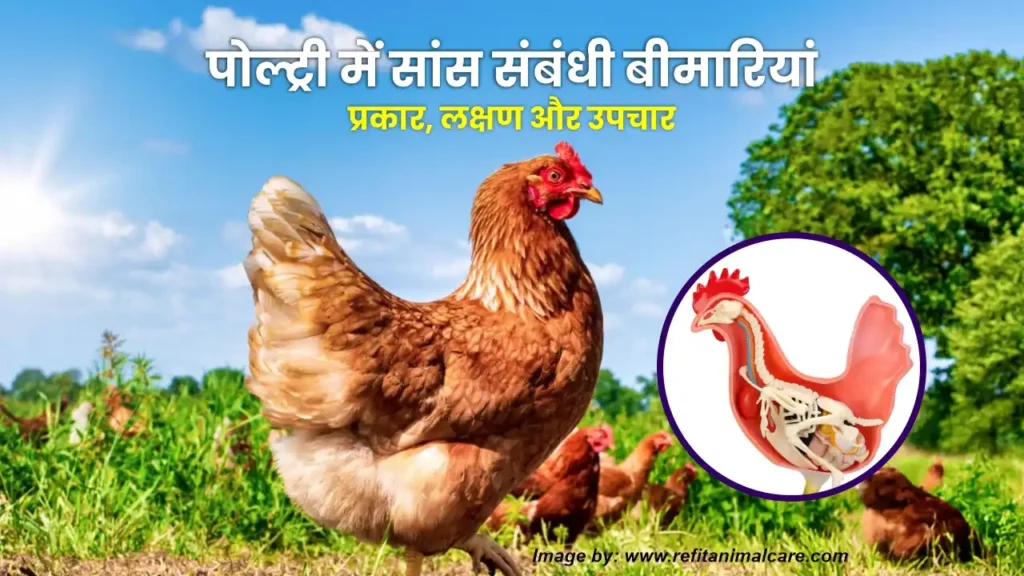 poultry-saas-sambandhi-bimariyan