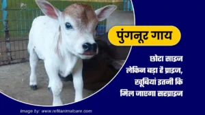 punganur-cow