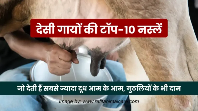 top 10 cows jo sabse jyada doodh deti hain2