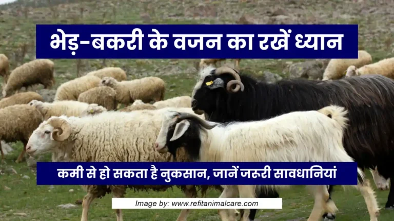 bhed bakri ka vajan sahi rakhna