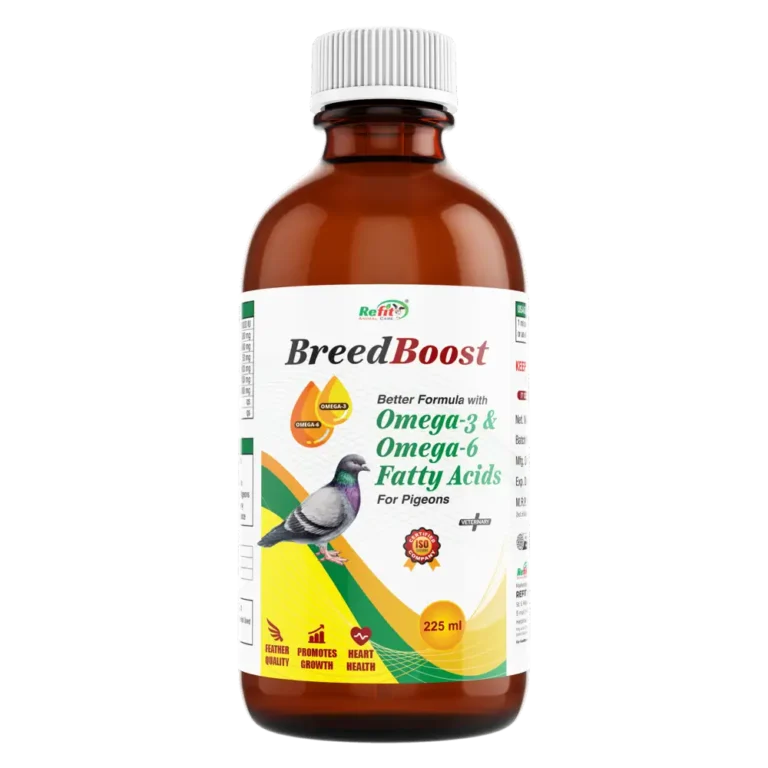 pigeon breed booser