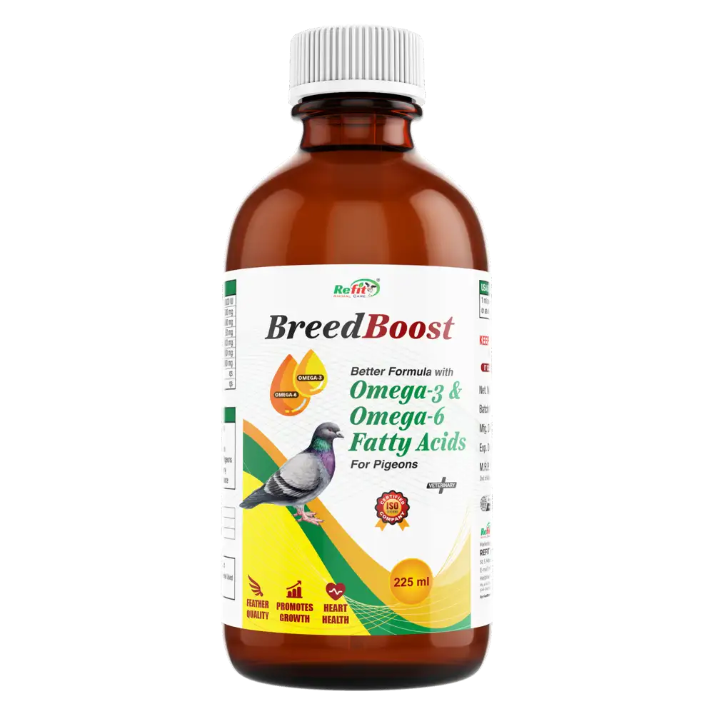 pigeon breed booser