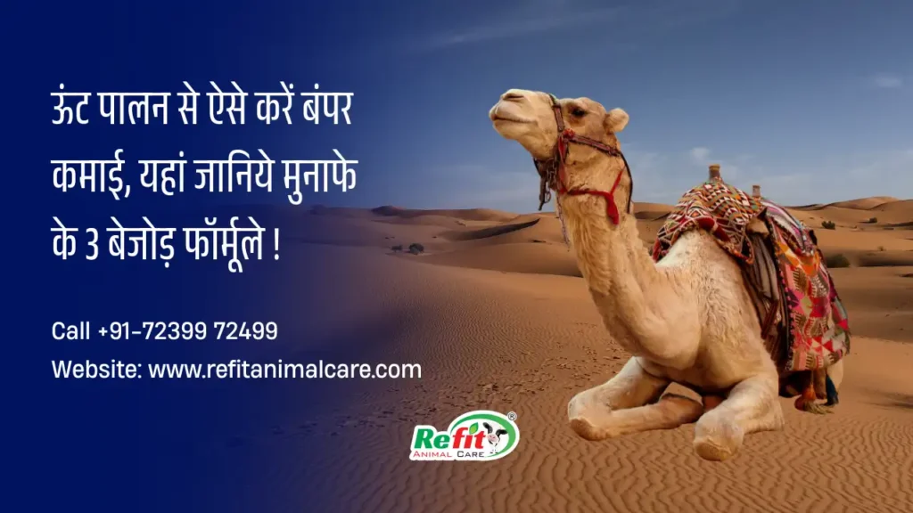 ऊंट पालन