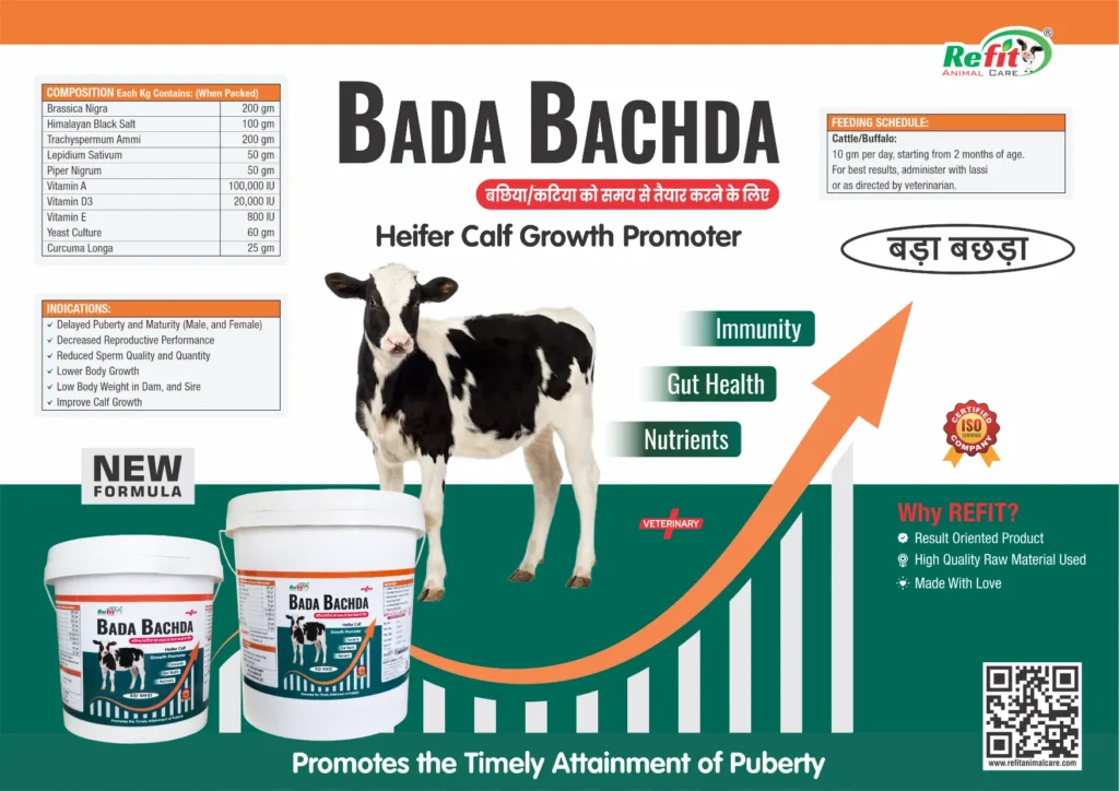 Bada Bachda calf growth promoter