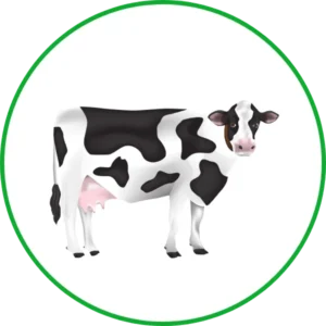 Cattle