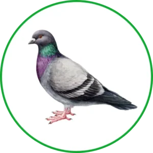 Pigeon