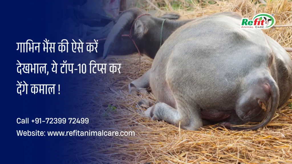 गाभिन भैंस की देखभाल