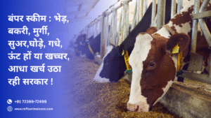 बंपर स्कीम : भेड़, बकरी, मुर्गी, सुअर,घोड़े, गधे, ऊंट हों या खच्चर, आधा खर्च उठा रहीसरकार !