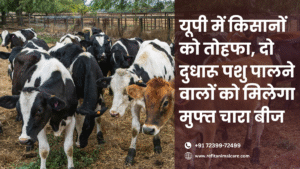 दुधारू पशु पालकों को मिलेगा मुफ्त चारा बीज