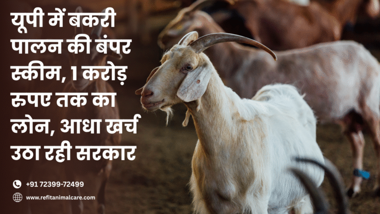बकरी पालन योजना