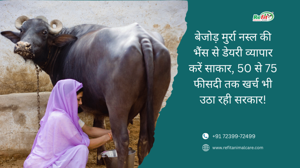 Murrah buffalo subsidy scheme