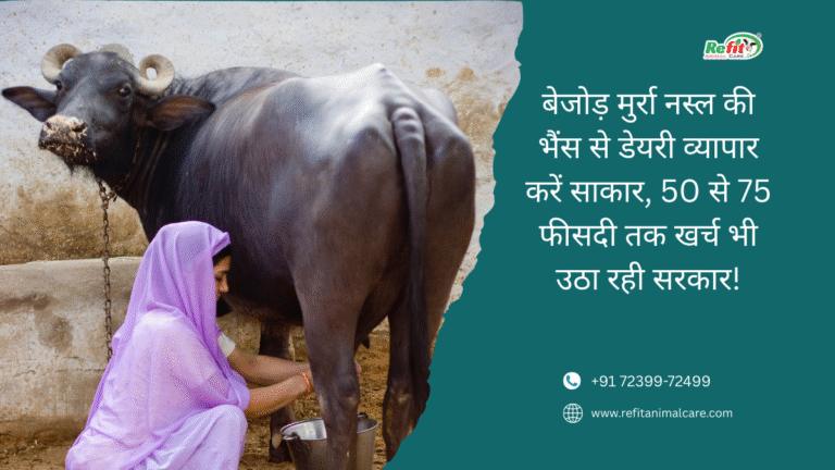 Murrah buffalo subsidy scheme